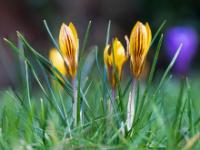 Krokusse gelbbraun gestreift